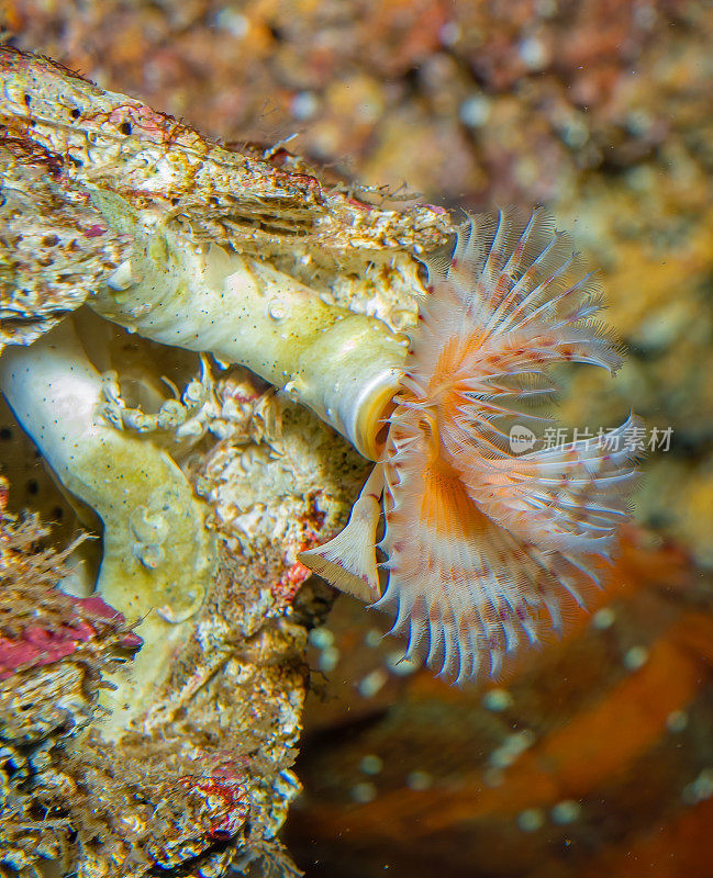 vermicularis Serpula vermicularis，俗称钙质管虫、扇虫、羽虫或红管虫，是一种分节的海生多毛纲蠕虫，隶属于蛇科。潮间带水坑。在水下。加州蒙特利。